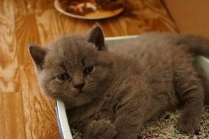为什么猫喜欢蹭东西？（探索猫咪蹭东西行为的原因和意义）