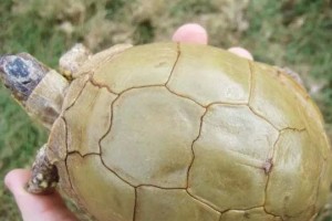 东部箱龟的饲养方法（宠物龟养护攻略）
