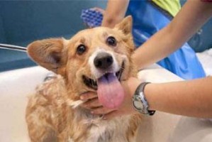 狗狗流产后多久可以洗澡？（了解狗狗流产后的洗澡时间和注意事项）