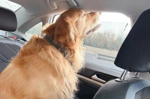 边牧犬掉毛严重怎么办？（了解掉毛原因，有效减少边牧犬掉毛问题）