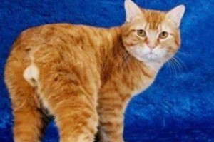 曼岛无尾猫的独特外形特征（探索曼岛无尾猫的身姿之谜）