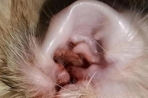 狗狗耳螨药的价格究竟贵不贵？（探究耳螨问题处理的成本及有效方法）