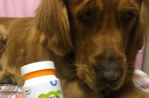 狗狗益生菌（了解狗狗益生菌的各个品牌及其优势）