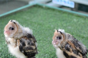 猴面犬的饲养方法大全（从选购到喂食，让你成为猴面犬专家）