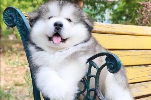 明星们钟爱的宠物犬品种（明星们都养什么样的狗？）