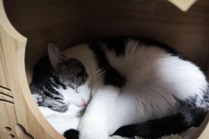 为什么猫喜欢趴在猫砂盆里？（探索猫咪行为的奥秘和原因）
