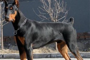 如何训练杜宾犬接飞盘（从零开始，让你的杜宾犬成为飞盘高手）