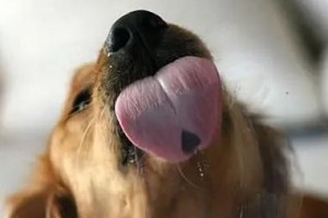 狗狗舔手的意义（解读宠物狗舔手的行为及内涵）