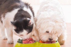 狗狗最爱的8种食物（让你的狗狗开心不停的美味选择）