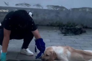 拉布拉多犬喜欢咬人的原因及如何解决（探究拉布拉多犬喜欢咬人的原因，并提供有效解决方法）