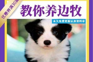 如何训练边境牧羊犬成为忠诚宠物（关键要点、技巧和注意事项）