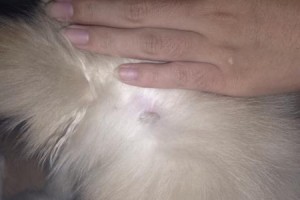 宠物狗有跳蚤怎么办？（跳蚤侵袭狗狗，如何有效清除？）