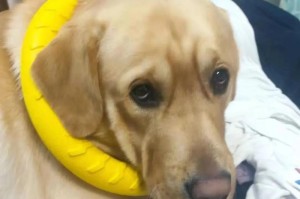 金毛街头撒娇（相当于人类158岁，金毛犬为何能如此长寿？）