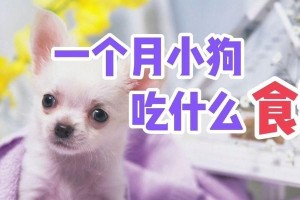 如何让小狗不再咬裤子（养狗初学者必读，让你的宠物远离破坏行为）