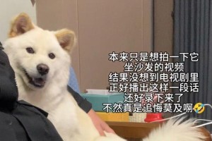 家中的狗狗（一只狗狗孤独在家时是如何度过时间的？）