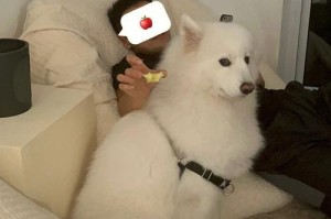 科学训萨摩耶（宠物训练的技巧与方法）