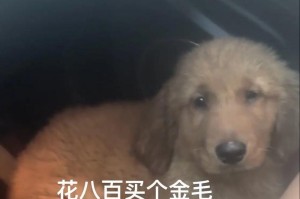 养金毛需要多少钱？了解金毛养育费用的全面指南（金毛养育费用解析，600-900元是否够？）