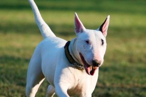 如何饲养牛头梗幼犬？技巧介绍（让你的牛头梗幼犬健康快乐成长）