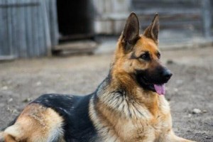德国牧羊犬——宠物爱好者的最佳选择（好养、聪明、忠诚，成为德牧爱好者的理由）
