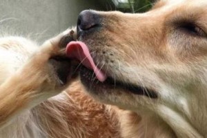 狗狗的五个脚趾（探索狗狗脚趾的奥秘，揭示其进化过程）