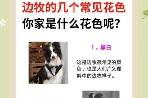 边境牧羊犬毛发靓丽的养护指南（喂食与毛色密切相关，这几种食材让你的宠物毛发亮丽动人）