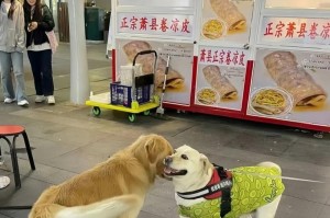 分清拉布拉多和金毛幼犬的关键之处（通过观察这几个地方，轻松辨识不同品种的幼犬）