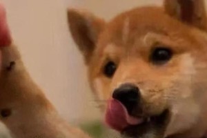 狗狗为什么一直舔身上？（探究狗狗舔身行为的原因及影响）