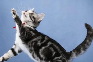 美短猫为什么会表现出凶猛的特性（探寻美短猫凶猛行为的原因及解决方法）