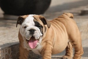 养斗牛犬的喜与忧（以宠物为主，斗牛犬养护全解析）