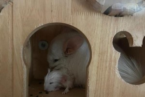 龙猫的交配时间段与繁殖行为（探讨龙猫交配的最佳时间及其繁殖行为特点）
