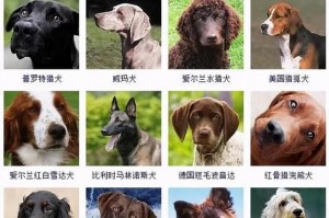 了解不同品种狗狗体重标准（从各个品种出发，了解狗狗体重是否符合标准）