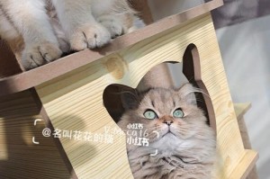 猫为什么不割蛋（探究猫咪不需割蛋的生物学原因）