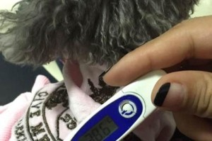 泰迪犬眼睛发红，眼屎过多的五大原因（探索泰迪犬眼部问题背后的根源及解决方案）