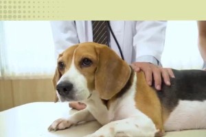 为什么狗狗喜欢扑我？（狗狗扑人的原因及解析）