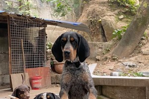 比特犬的饮食需求与选择（满足比特犬营养需求的饮食选择）