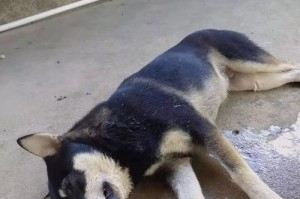 金毛突然死亡的原因及预防措施（揭秘金毛突然死亡的背后原因和如何保护你的爱犬）