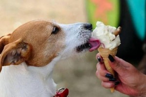 狗狗食用生肉的影响（了解宠物生肉饮食的优劣势，守护狗狗健康）