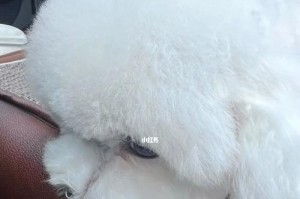 比熊的毛色是什么颜色？（揭秘比熊毛色的奥秘）