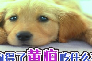 小狗为什么会得黄疸病？（黄疸病对小狗的健康有何影响？）
