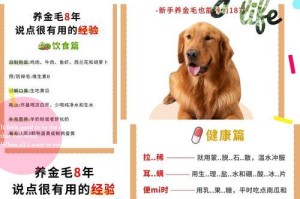 养两只金毛，犬乐无穷（金毛养宠的欢乐和挑战，养狗有讲究）
