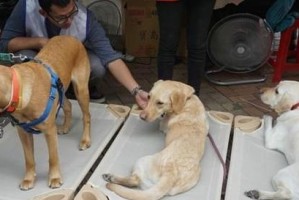 忙人适合养什么狗？（选择适合忙碌生活的宠物伴侣）