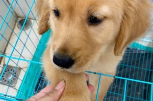 金毛的性格特点及适合家养的原因（了解金毛犬的性格特征，选择适合家庭的宠物伴侣）