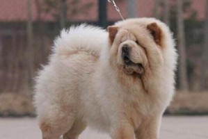 夏季饲养松狮儿的注意事项（做好宠物犬的防暑降温措施，让它过一个舒适的夏天）