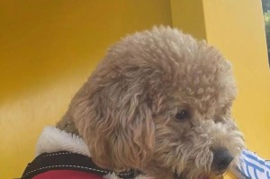 泰迪犬的标准体重是多少斤？（探索泰迪犬瘦弱的原因）