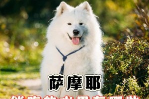 萨摩耶两个月大的饮食指南（了解如何为你的宝宝提供健康和营养的饮食）
