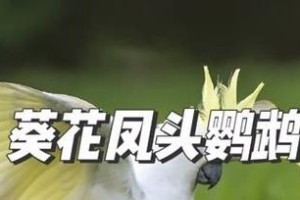 小葵花凤头鹦鹉的饲养方法（了解鹦鹉的生活习性，给它们一个健康成长的家园）
