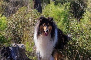 以长须柯利牧羊犬为宠物的饲养方法（善待长须柯利牧羊犬，让它健康快乐成长）