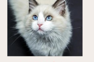 探寻以都的猫界奇观（以都的猫咪乐园，欢迎来访！）
