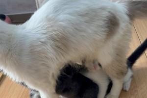 母猫为什么不回窝喂奶？（母猫哺乳行为的原因及影响因素）