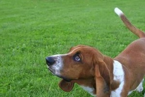 遇到凶猛犬，如何保护自己（以宠物为主，掌握这些技巧不怕犬咬）